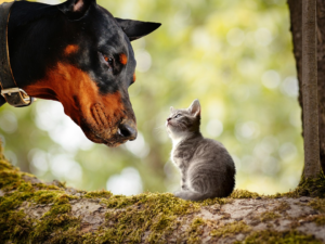 Do dogs and cats not get along? Reasons for their bad relationship and signs of a fight