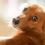 Is it too late to have your dog spayed or neutered? Explaining the best time