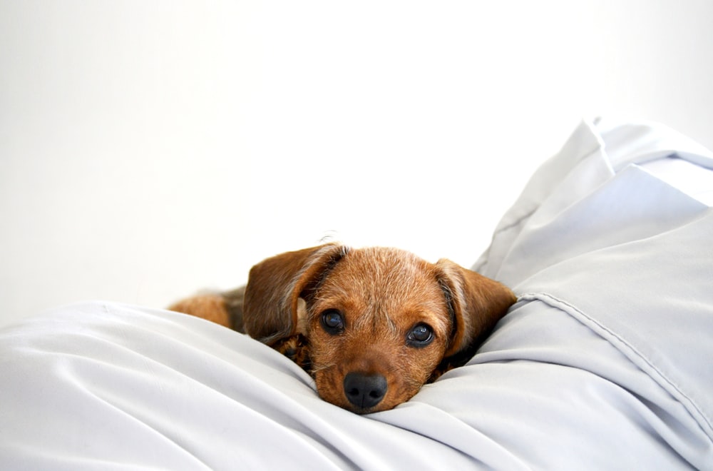 Explaining how much your puppy sleeps by age. What to do if they won't sleep?
