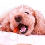 What is the best dog food for Malassezia dermatitis? Also, some tips for choosing the right food.