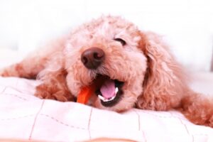 What is the best dog food for Malassezia dermatitis? Also, some tips for choosing the right food.