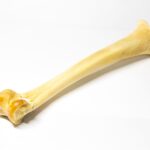 Bones aren't just treats! Here are 4 benefits your dog can get from eating bones.