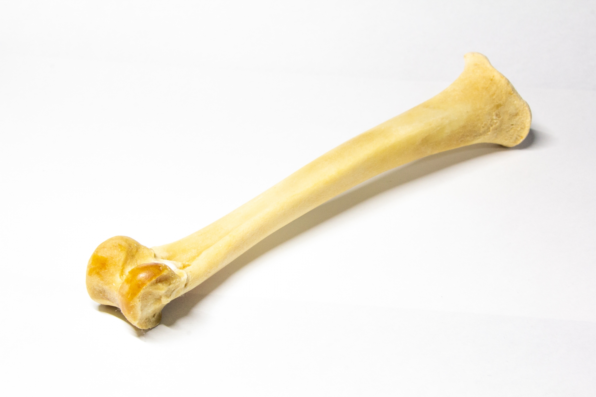 Bones aren't just treats! Here are 4 benefits your dog can get from eating bones.