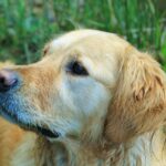 Is toilet training a Shiba Inu difficult? 3 tips