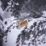 Why are Akita dogs so cute? Cute points and tips for raising them