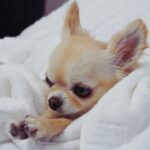 How to potty train a puppy. What to do when you bring a puppy home