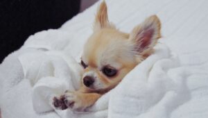 How to potty train a puppy. What to do when you bring a puppy home