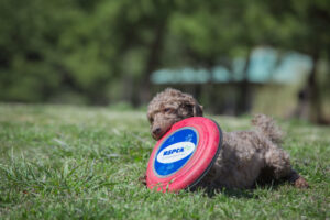 Is it necessary to spay or neuter dogs? Will their personalities change after the operation?