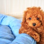 Explaining the symptoms of dog allergies and how to deal with them!