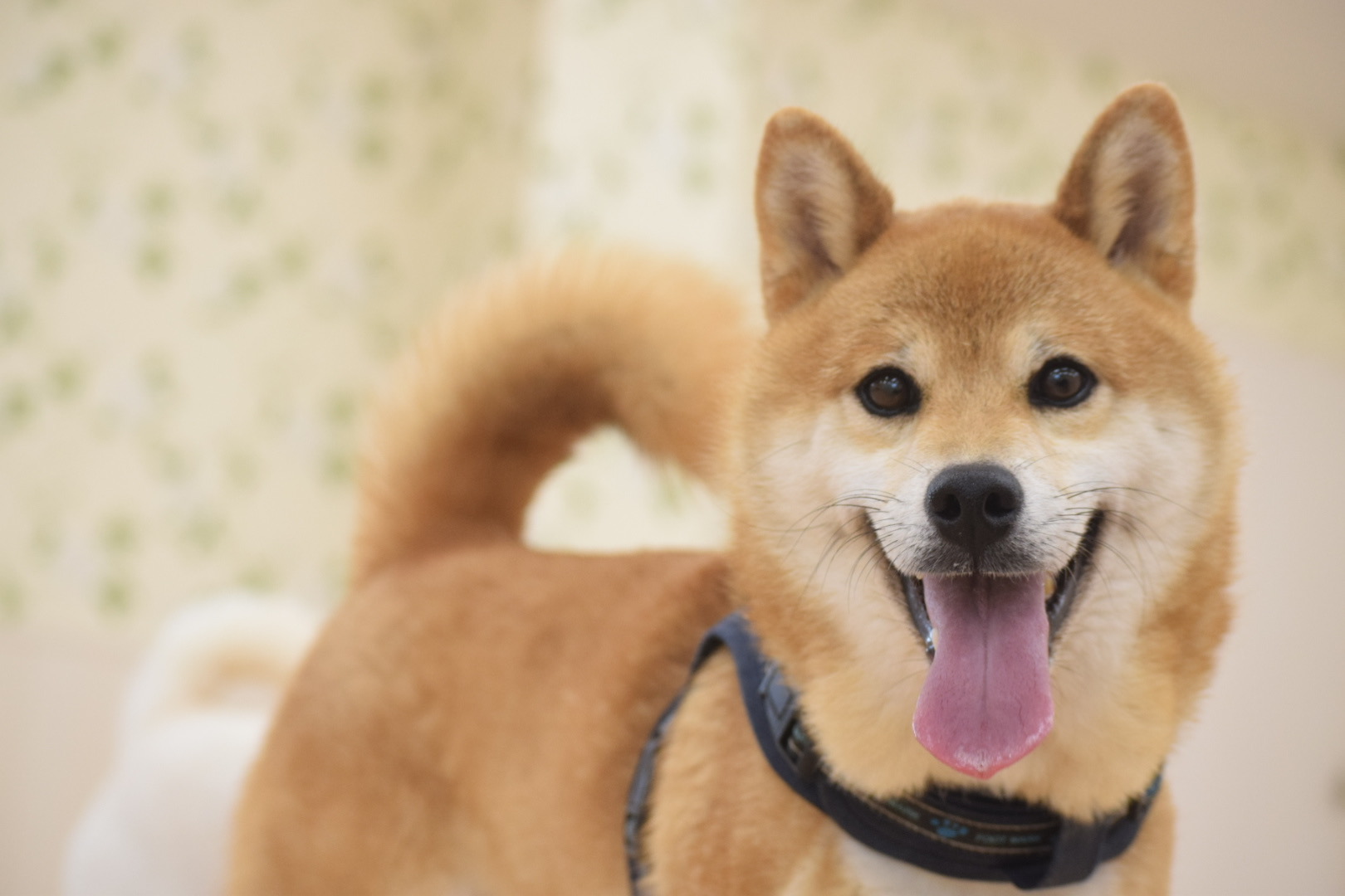 Popular names!? [Popular dog names ranking]