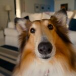 Toilet training an adult dog