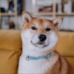 3 steps to toilet training your Shiba Inu (How to prepare? What to do if you fail?)