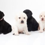 We explain the amount of food you should feed your puppy, the time of day, and three things to keep in mind!