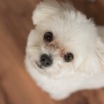 Want to see cute dog photos? A collection of popular sites [including free stock images]