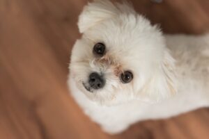 Want to see cute dog photos? A collection of popular sites [including free stock images]