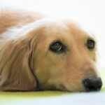 What is an ear hematoma in dogs?