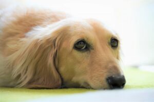 What is an ear hematoma in dogs?