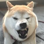 [Stupid dogs are cute] Introducing funny pictures and simple questions