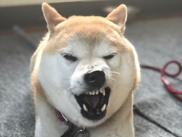 [Stupid dogs are cute] Introducing funny pictures and simple questions