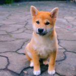 What to name your Shiba Inu? Explaining how to name your dog without making mistakes