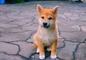What to name your Shiba Inu? Explaining how to name your dog without making mistakes
