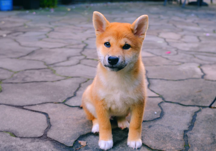 What to name your Shiba Inu? Explaining how to name your dog without making mistakes