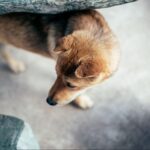 3 reasons why your dog's earwax turns brown. Things to be aware of.