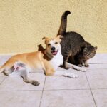 [Small dogs are very popular] Survey on cute dog rankings