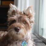 Why are dogs so cute? Which breed is right for me?