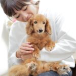 Cute dog names for 2022! Survey of Japanese, foreign, and popular names