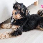 The cute charm of mixed breed dogs! 4 things to know before getting one