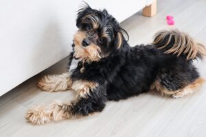 The cute charm of mixed breed dogs! 4 things to know before getting one