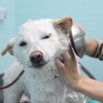 A thorough explanation of why dogs fold their ears back, what they're feeling, and what to do about it!