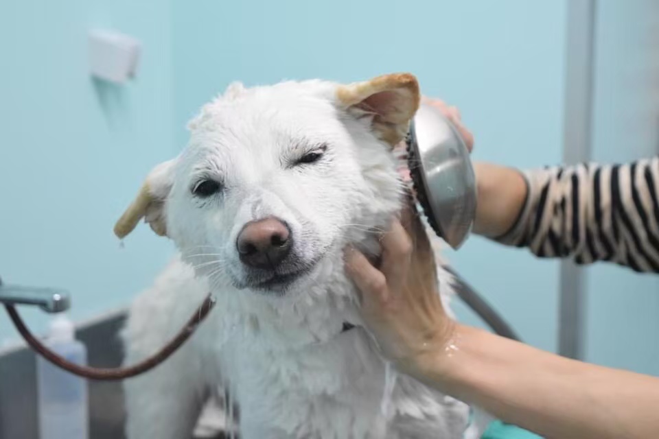 A thorough explanation of why dogs fold their ears back, what they're feeling, and what to do about it!
