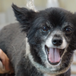 [Additive-free is popular] 5 recommended Japanese dog foods!