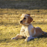 How much does a dog allergy test cost? Research into the average price and testing procedures