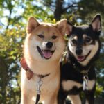 Be soothed by these cute Shiba Inu pictures! Introducing 9 recommended images