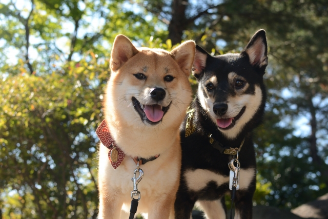 Be soothed by these cute Shiba Inu pictures! Introducing 9 recommended images