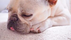 Concerns after neutering your dog: What happens to the testicles and scrotum?