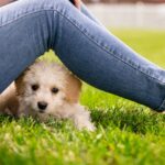 Where can I find cute dog pictures? How to find cute photos