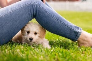 Where can I find cute dog pictures? How to find cute photos