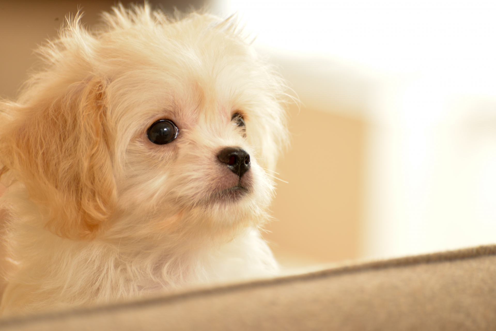 Why are mixed-breed dogs so cute? A list of cute mixed-breed dogs