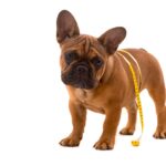 [Dog Diet] How to Adjust Your Diet? Introducing Healthy Foods