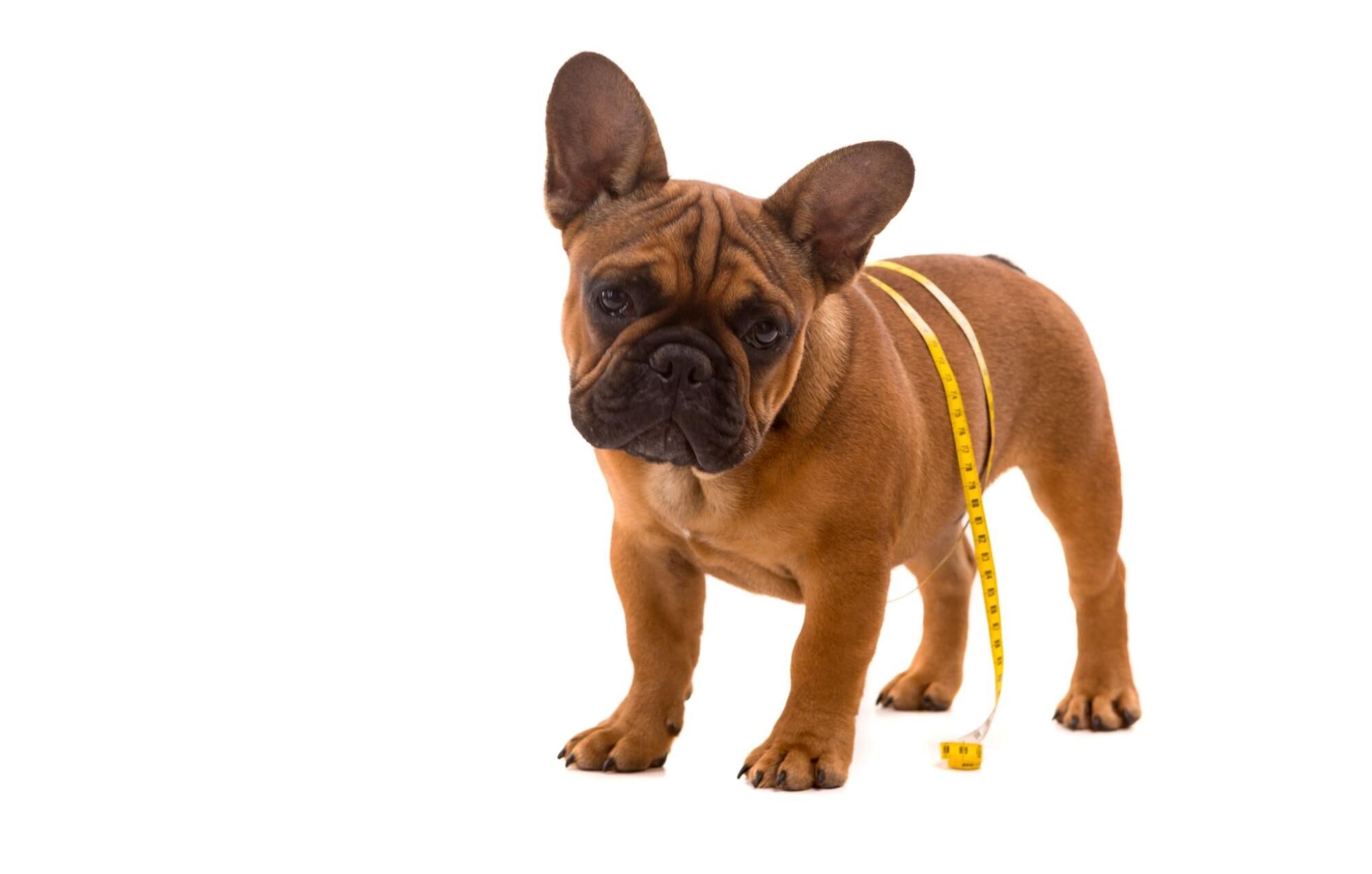 [Dog Diet] How to Adjust Your Diet? Introducing Healthy Foods