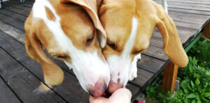 What is an automatic dog feeder?