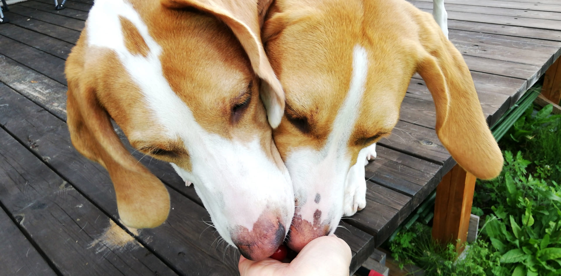 What is an automatic dog feeder?