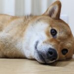 My dog ​​is listless and has no appetite... Learn about illnesses and stress in dogs