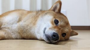 My dog ​​is listless and has no appetite... Learn about illnesses and stress in dogs