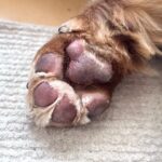 How to give your dog a haircut at home and how to keep him calm while you cut him