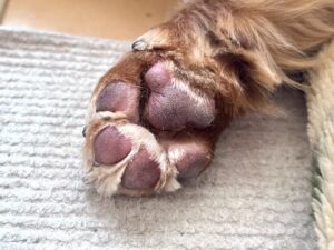 How to give your dog a haircut at home and how to keep him calm while you cut him